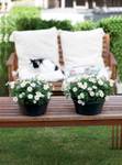 green basics schaal 27cm living black